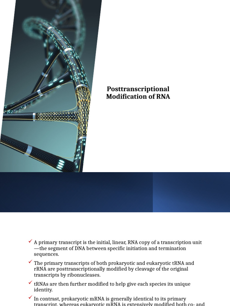 RNA Posttranscriptional Modifications | PDF | Ribosomal Rna | Rna Splicing