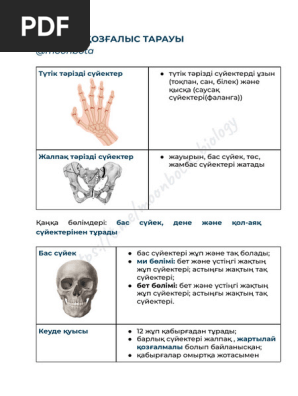 Порно кіреберісте сорылады