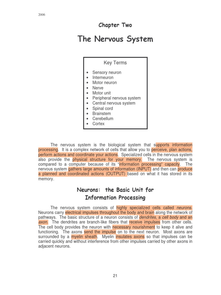 L2 - The Nervous System | PDF | Vertebral Column | Motor Neuron