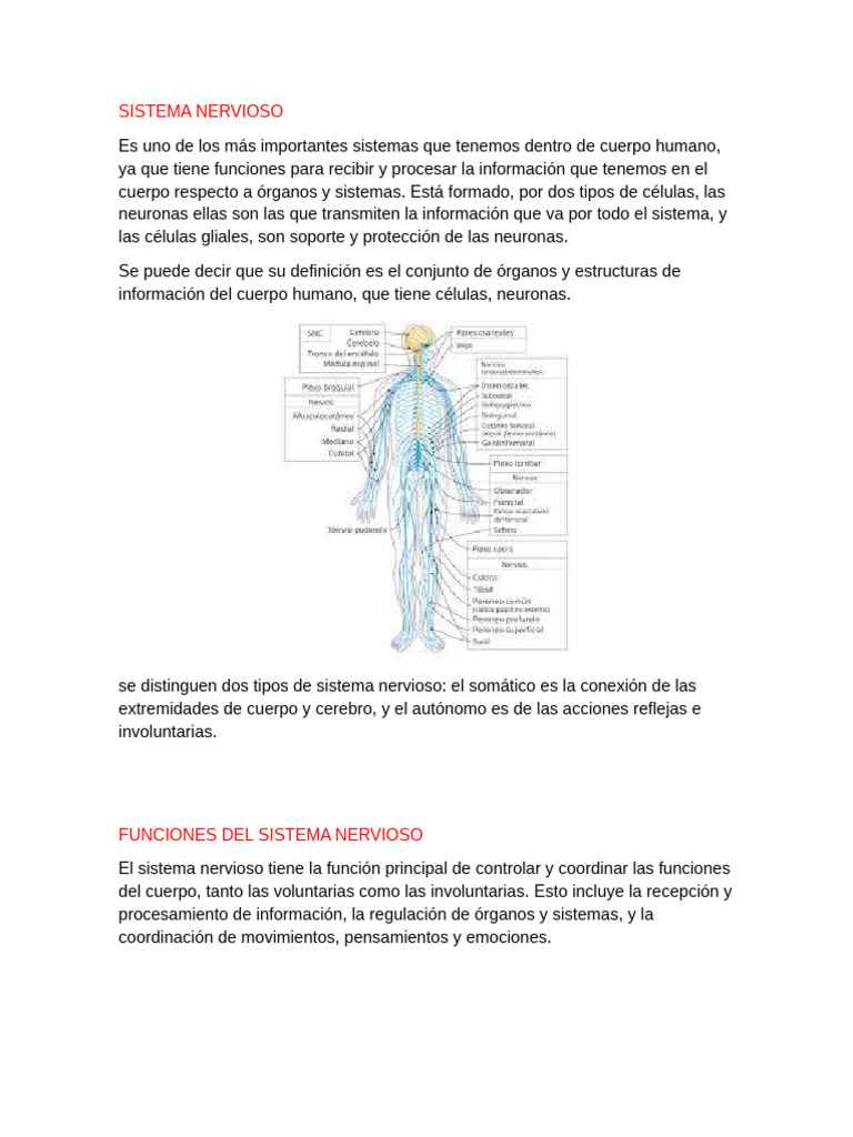 Funciones y Estructura del Sistema Nervioso | PDF | Sistema nervioso ...