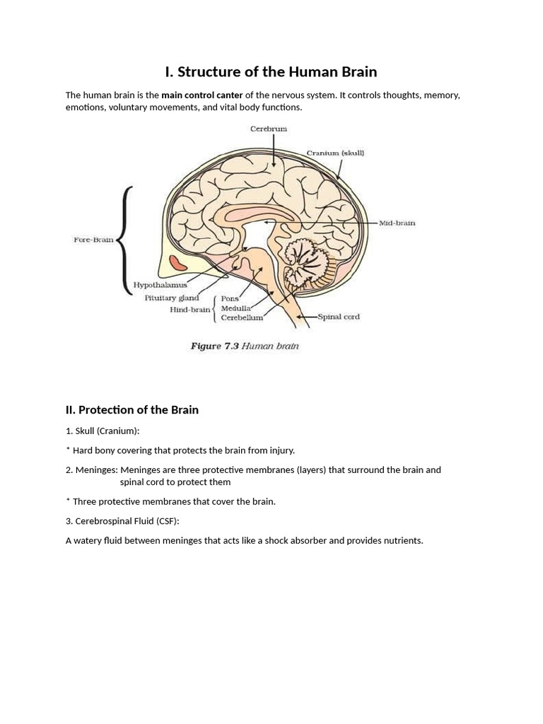 Brain Structure and Functions Overview | PDF