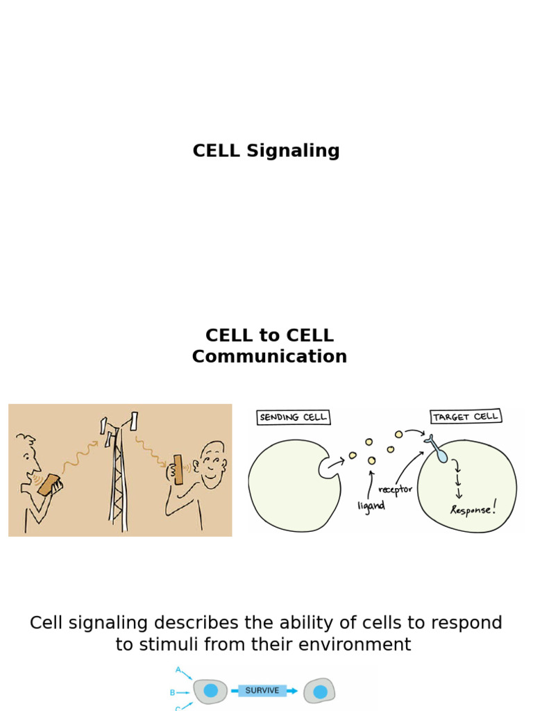 Cell Signaling Division 3 | PDF | Mitosis | Meiosis