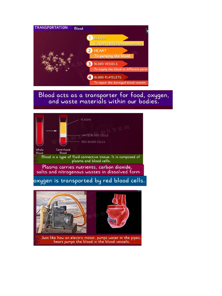 Life Process Transportation | PDF