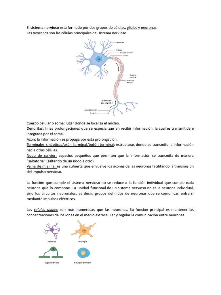 Estructura y Función del Sistema Nervioso | PDF | Neurona | Gusto