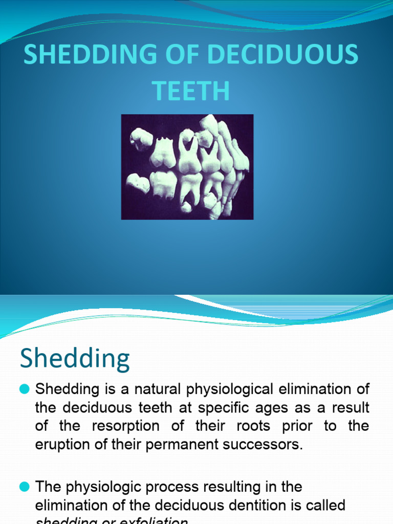 Shedding of Decidupus Teeth | PDF | Dental Anatomy | Human Tooth