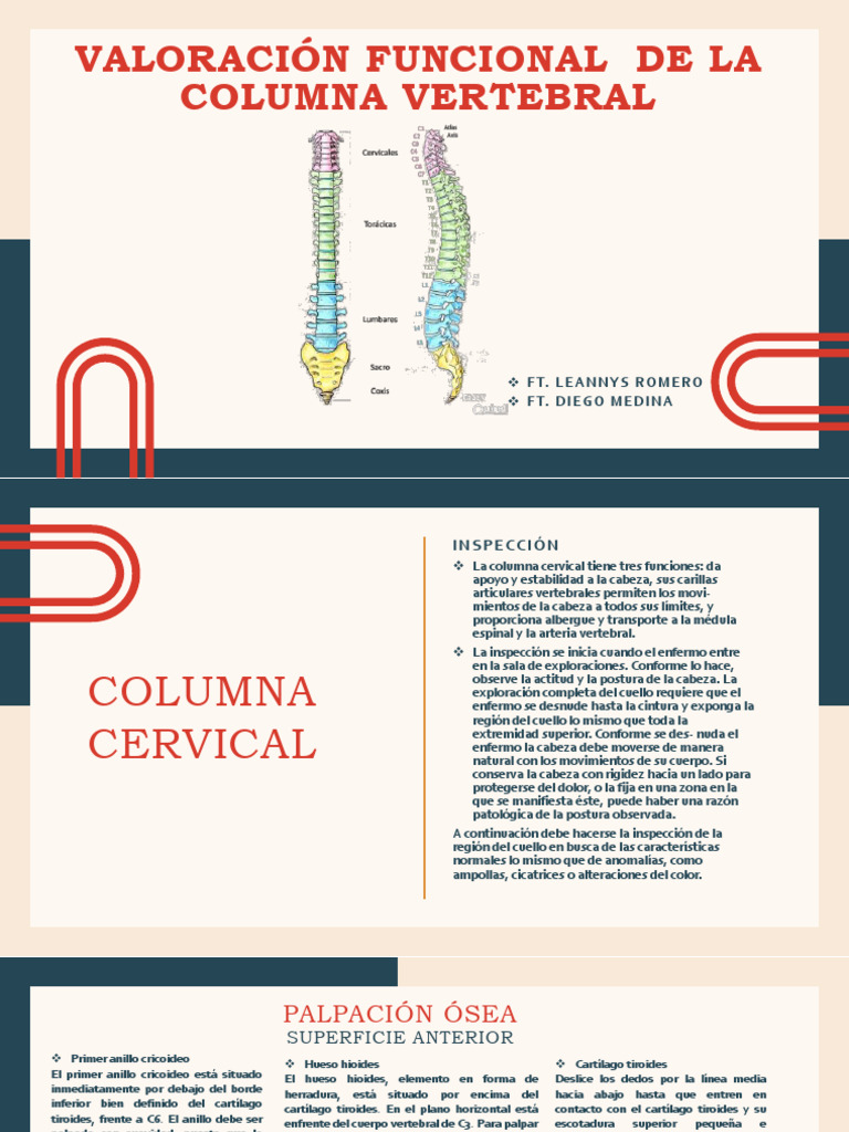 Tema 1 Columna Vertebral CLASE. | PDF | La columna vertebral | Vértebra