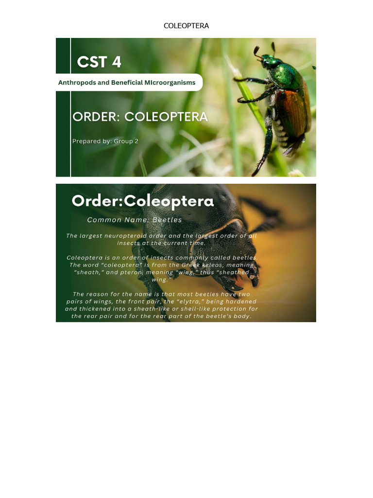 Coleoptera | PDF