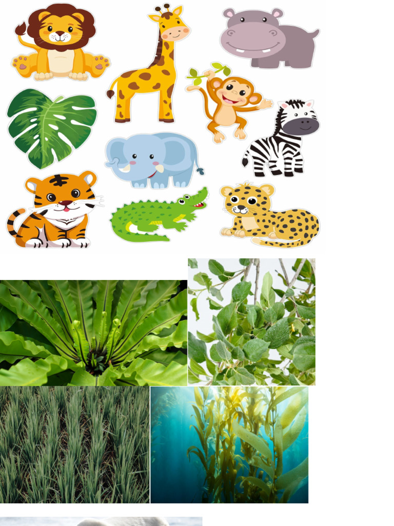 Animals | PDF