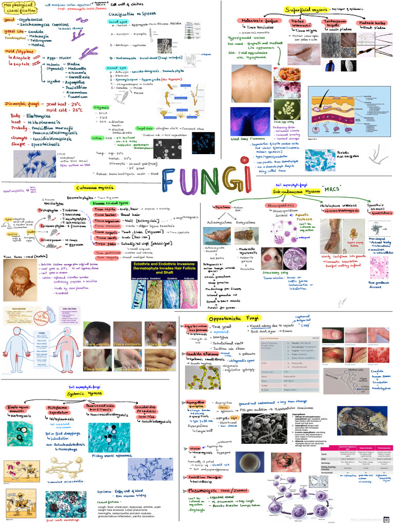 Fried Egg Colonies in Fungal Diagnosis | PDF | Mycology | Fungus
