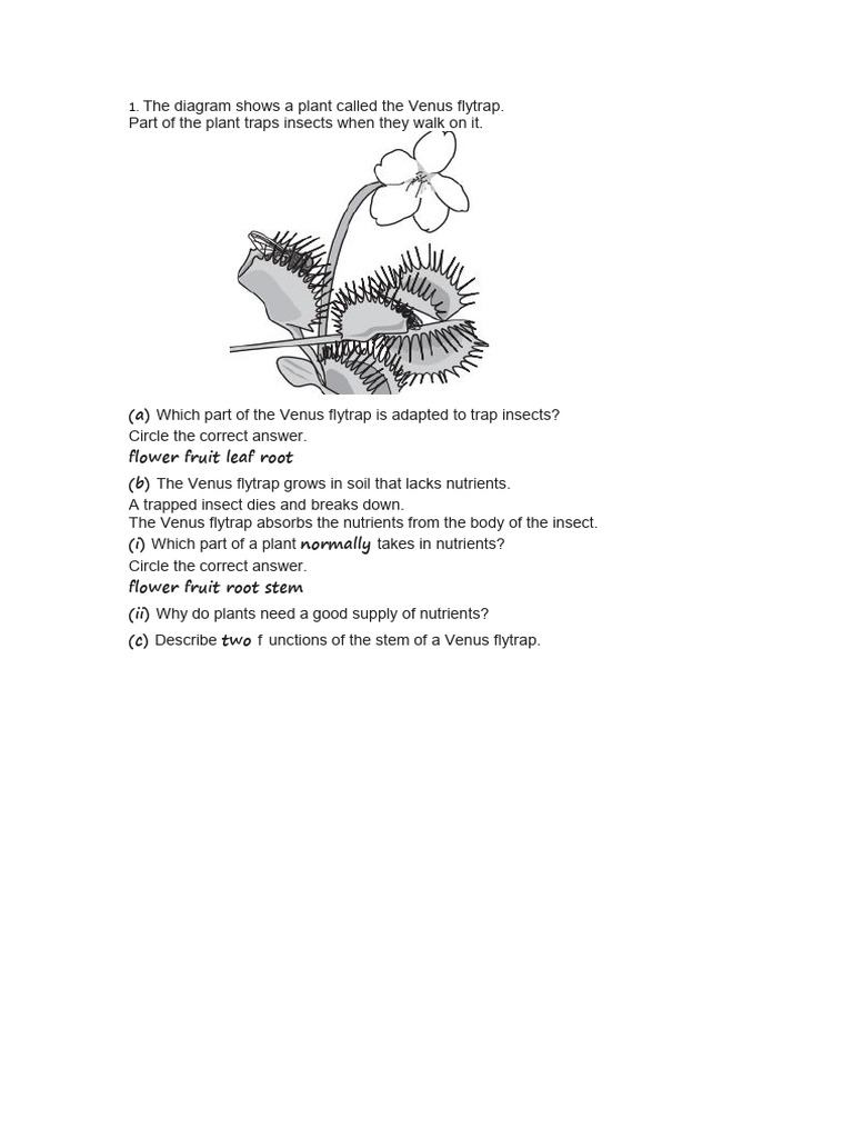 Venus Flytrap Diagram for Class 7 | PDF