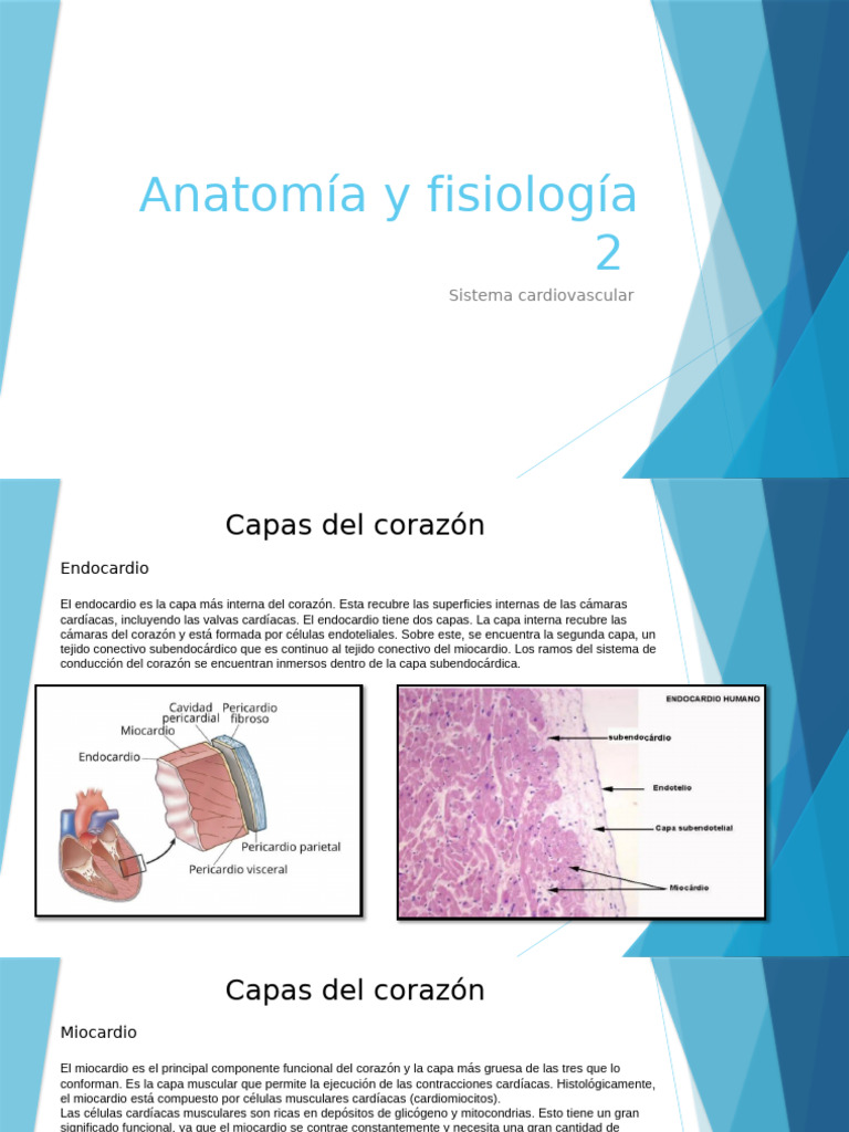 Capas del corazón: endocardio, miocardio, epicardio | PDF | Corazón ...