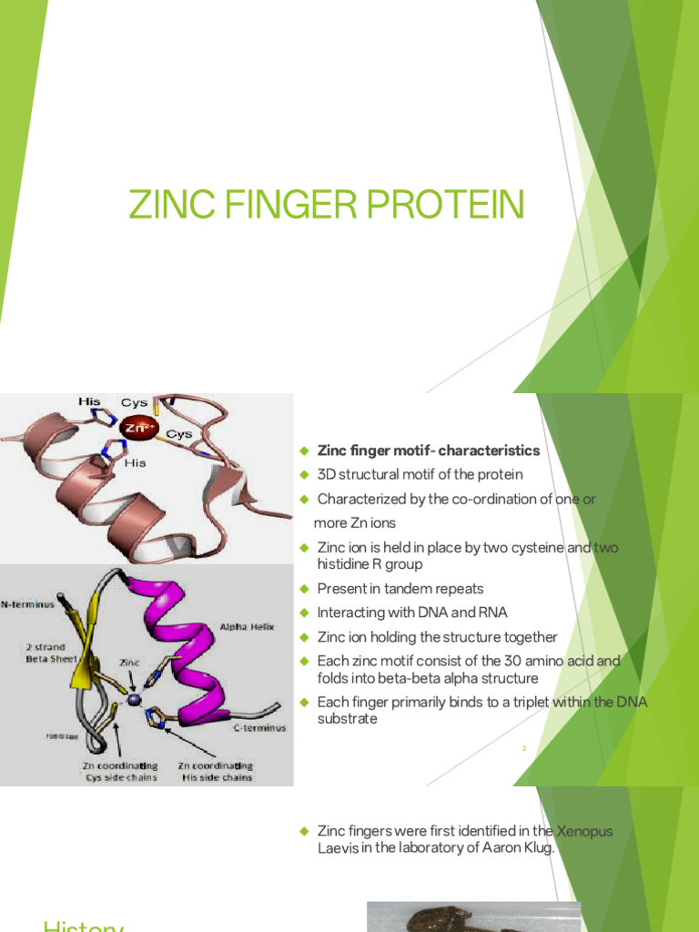 Zinc Finger Protein | PDF | Molecular Biology | Biochemistry