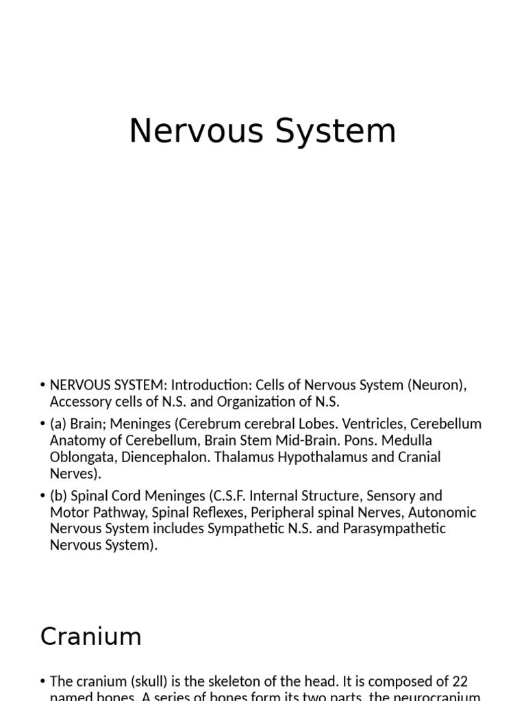 Anatomy Nervous System | PDF | Neuron | Axon