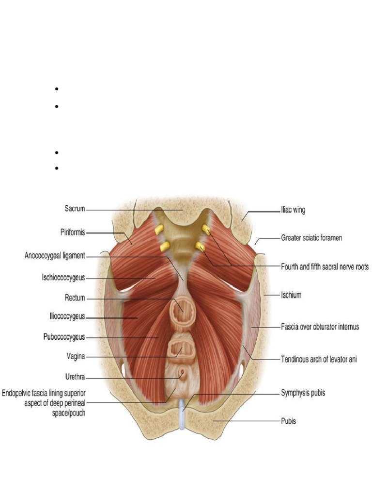 Anatomy Muscles of Pelvis | PDF | Pelvis | Musculoskeletal System