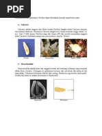 Download Klasifikasi Porifera by Heroe Aja SN88607339 doc pdf