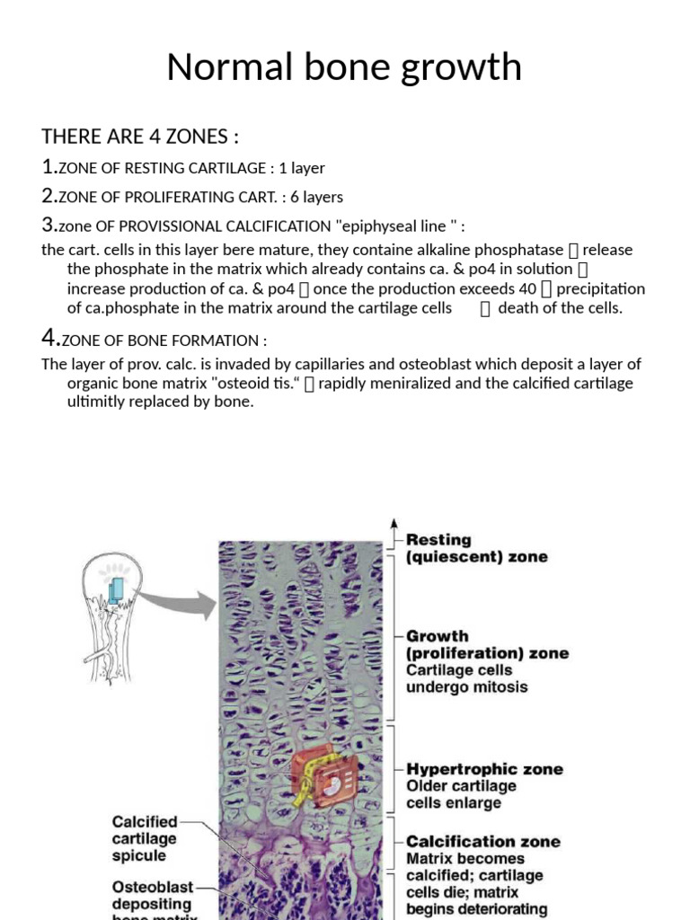 Stages of Normal Bone Growth | PDF