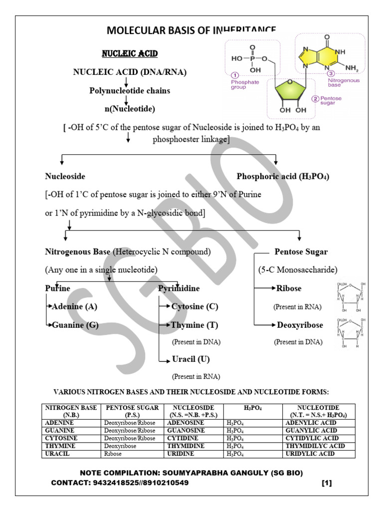 Molecular Basis of Inheritance Overview | PDF | Operon | Dna Replication