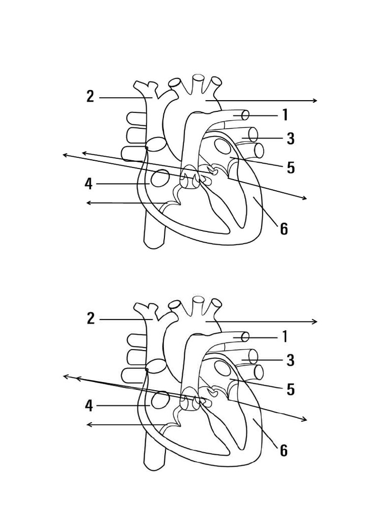 Human Heart | PDF