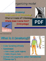 Skin As An Organizing Model: What Is It? (Anatomy)