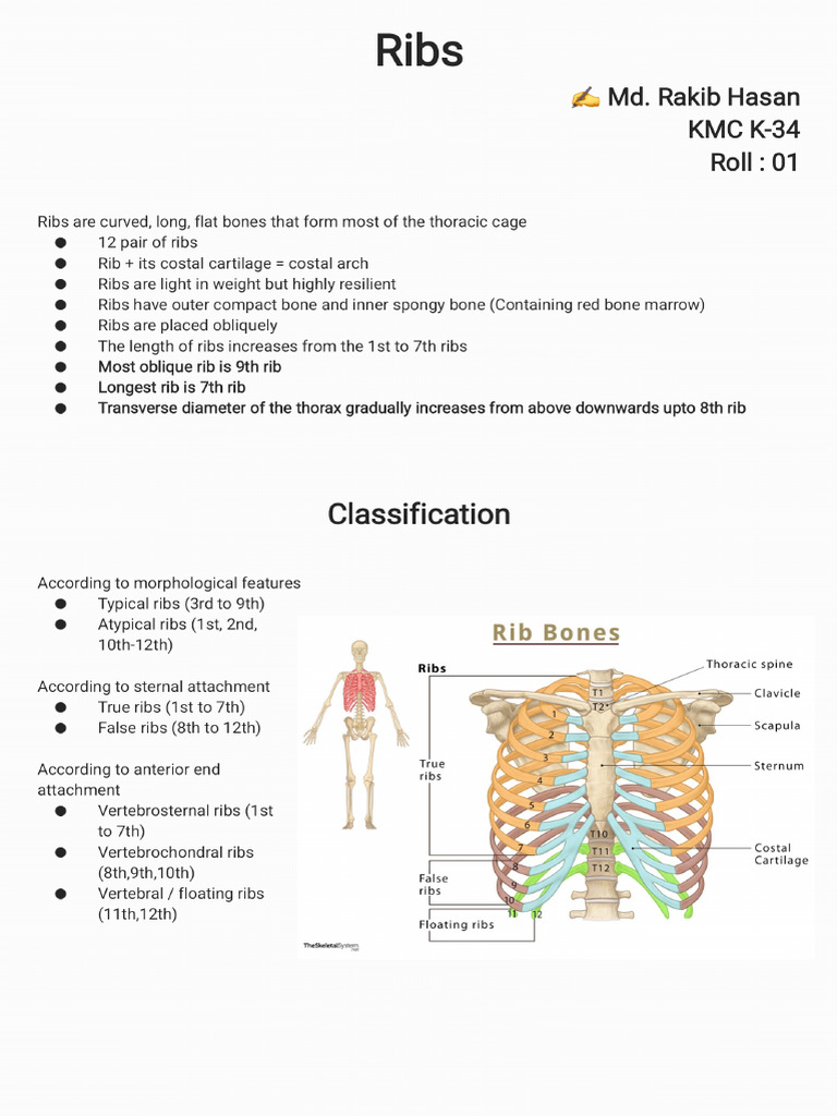 Ribs Rakib Hasan K 34 | PDF