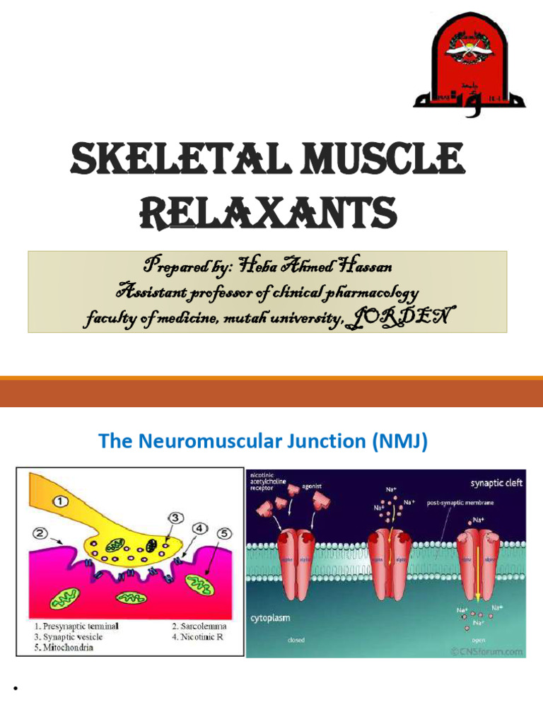 Overview of Skeletal Muscle Relaxants | PDF | Neuromuscular Junction ...