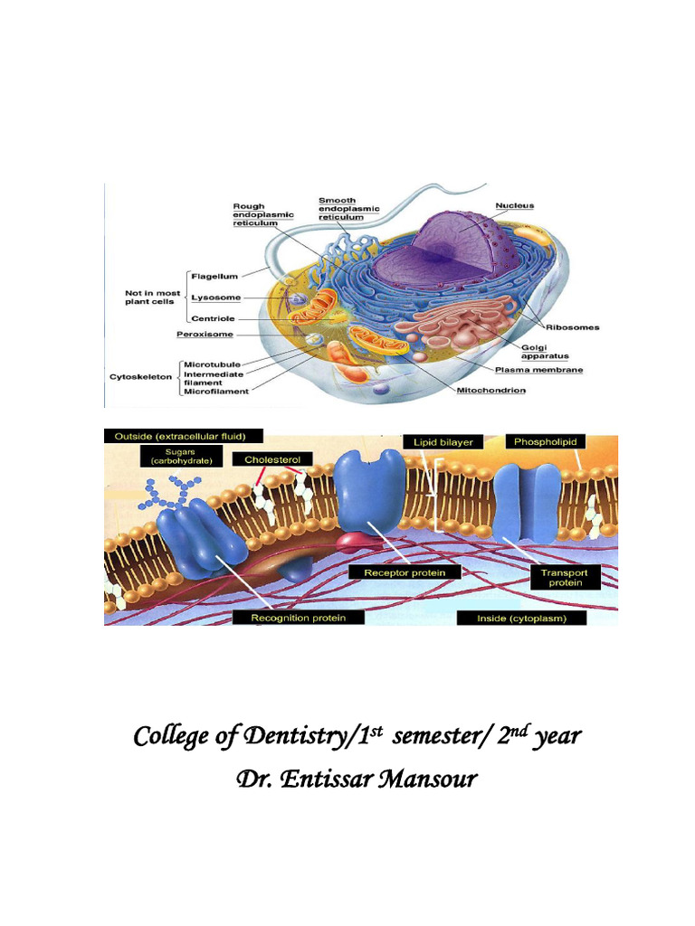 Doc-20221011-Wa0021 230924 125341 | PDF | Cell Membrane | Endoplasmic ...