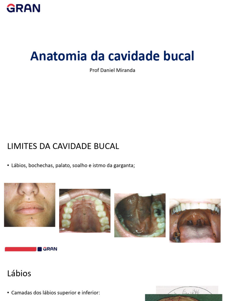 Anatomia da Cavidade Bucal | PDF | Língua | Boca