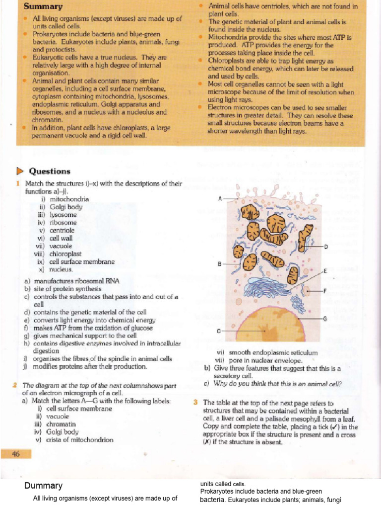 Cell Structures and Functions Overview | PDF | Cell (Biology) | Cell ...