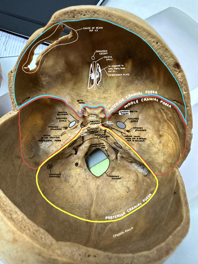 Anatomical Foramina Overview | PDF | Skull | Musculoskeletal System