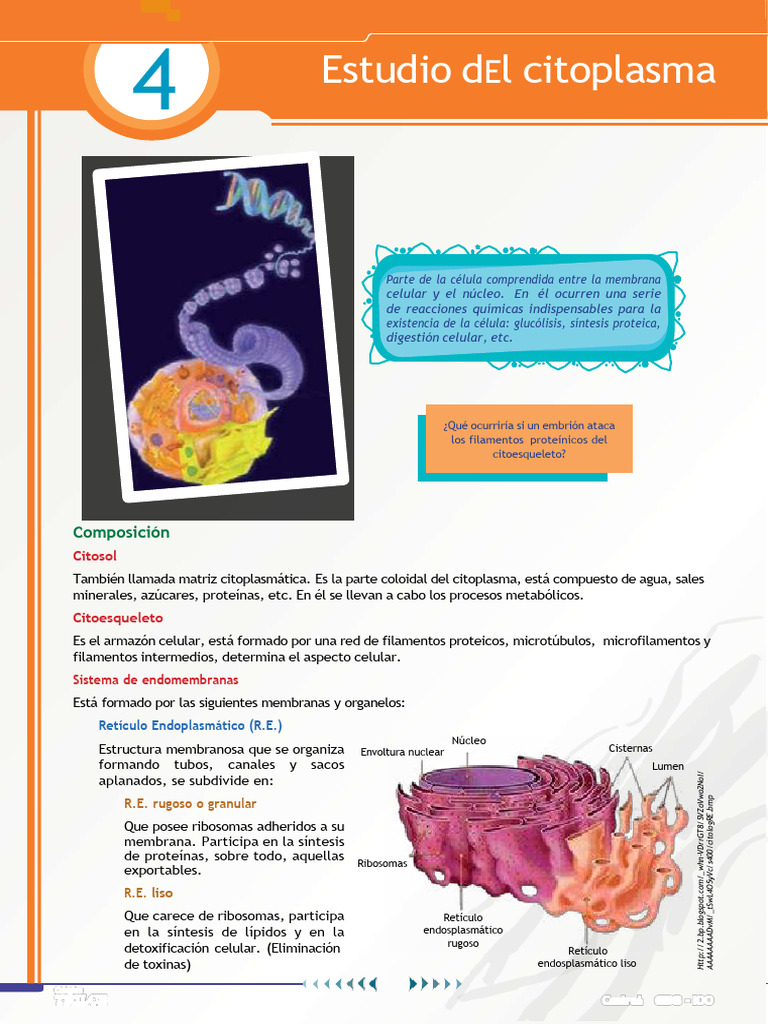Estructura y Funciones del Citoplasma Celular | PDF | Citoplasma ...