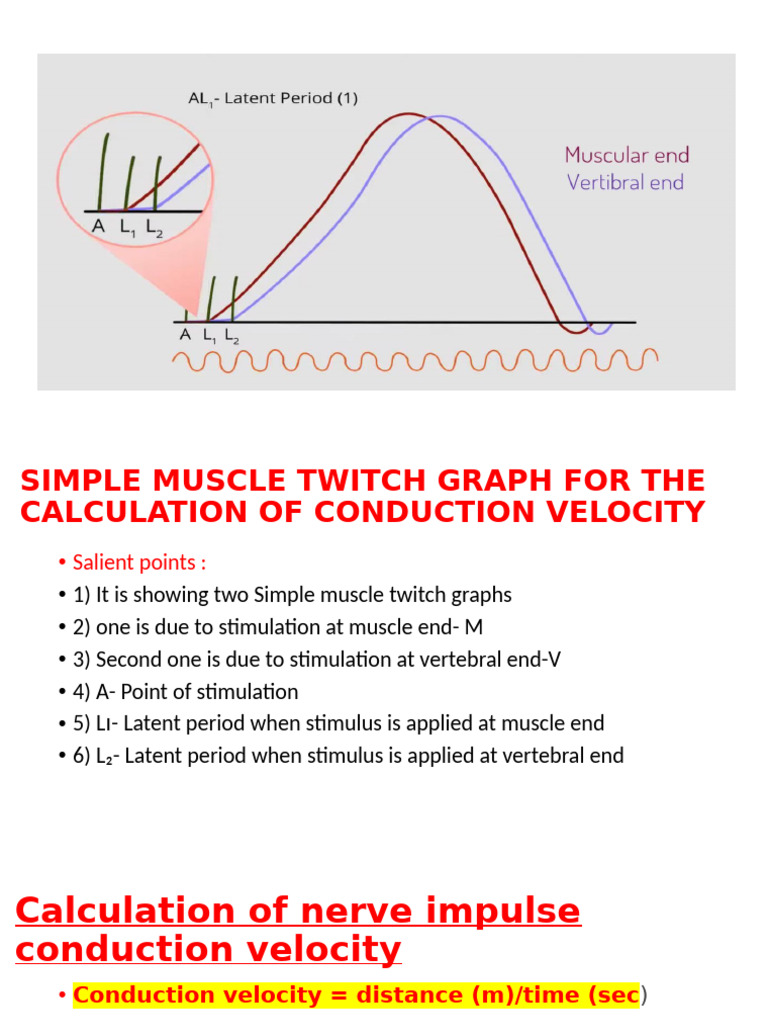 Conduction Velocity Calculation - Simple Muscle Twitch | PDF | Axon ...