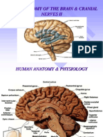 Brain II and Cranial Nerves.