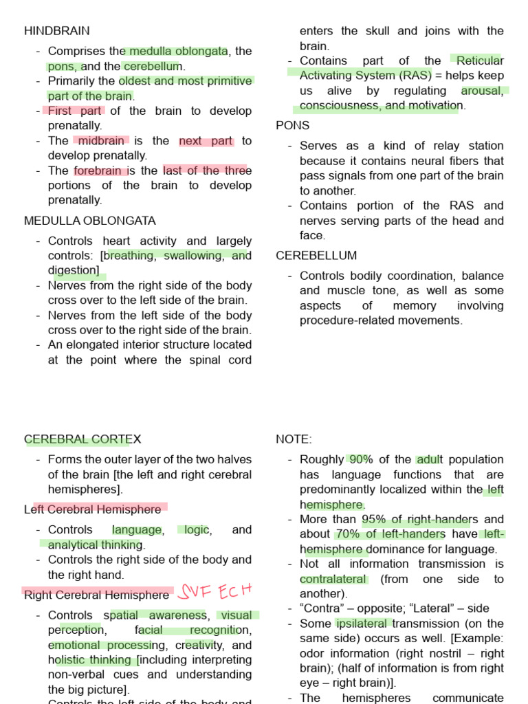 Anatomy and Functions of the Brain | PDF | Lateralization Of Brain ...