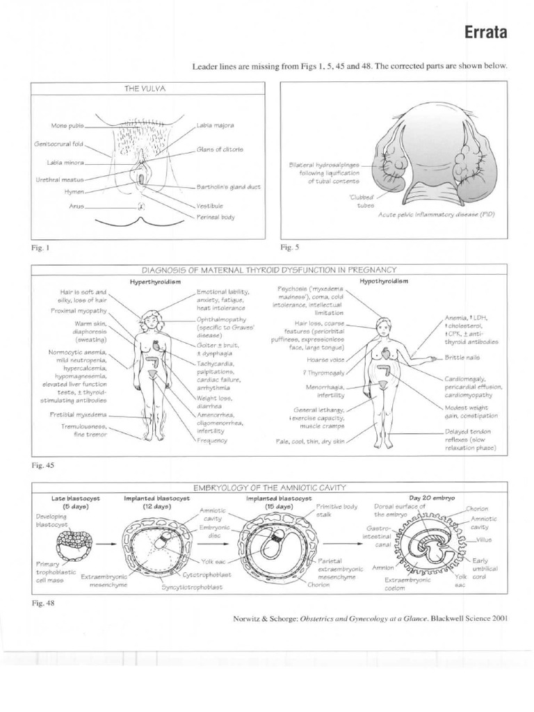 Ob Gyn Print | PDF