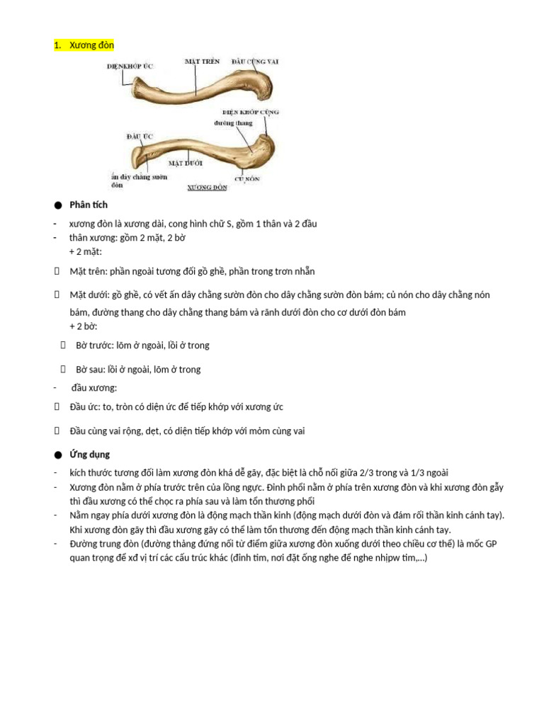 Giáº I Pháº U xÆ°Æ¡ng Chi | PDF