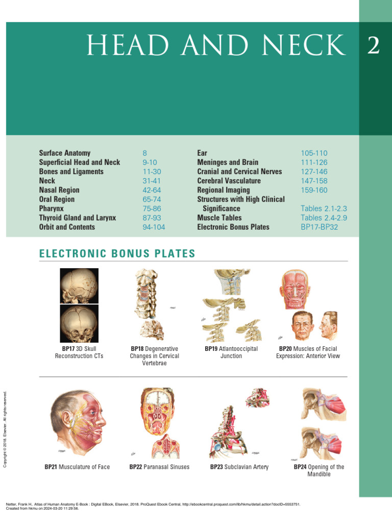 Head and Neck Anatomy Overview | PDF | Neck | Skull