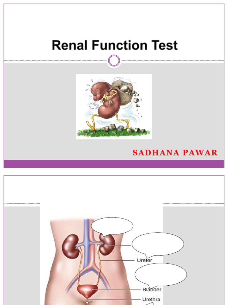 Understanding Renal Function Tests | PDF | Creatinine | Kidney