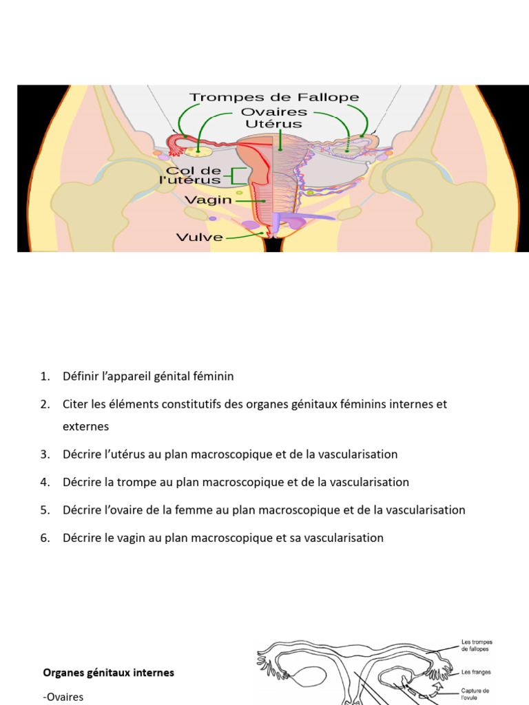 Anatomie des organes génitaux féminins PDF Utérus Clitoris — free download