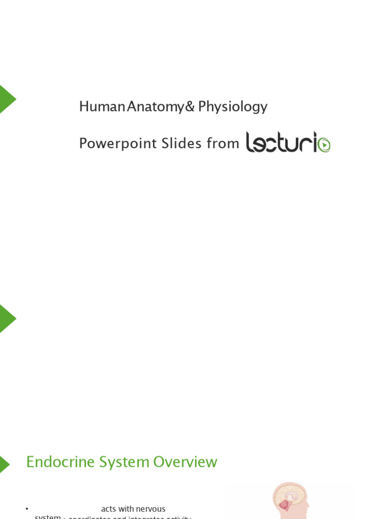 Topic 15 - Endocrine System Notes 2024-25-1 | PDF | Adrenal Gland ...
