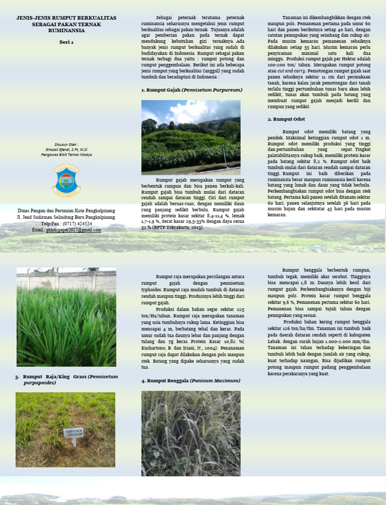 Jenis Rumput Berkualitas untuk Pakan Ternak | PDF