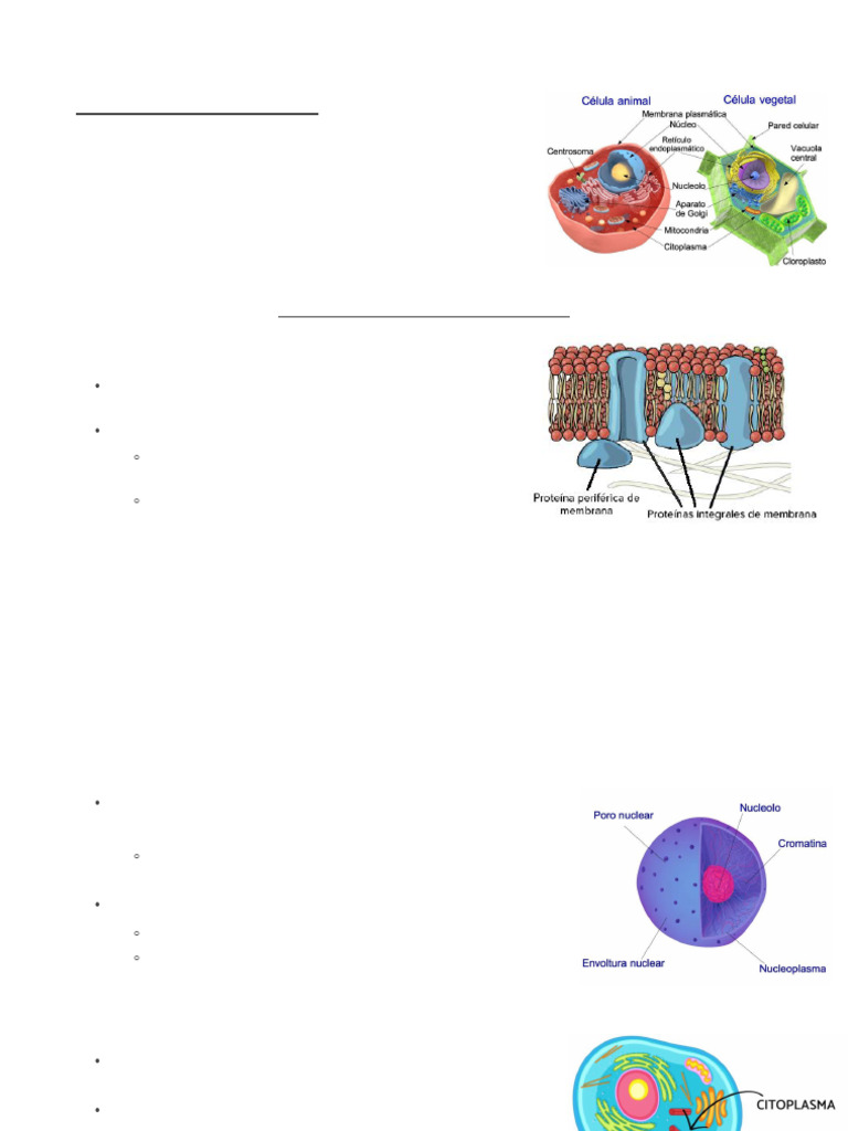Estructura y función de células eucariotas | PDF | Biología Celular ...