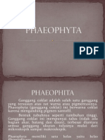 PHAEOPHYTA