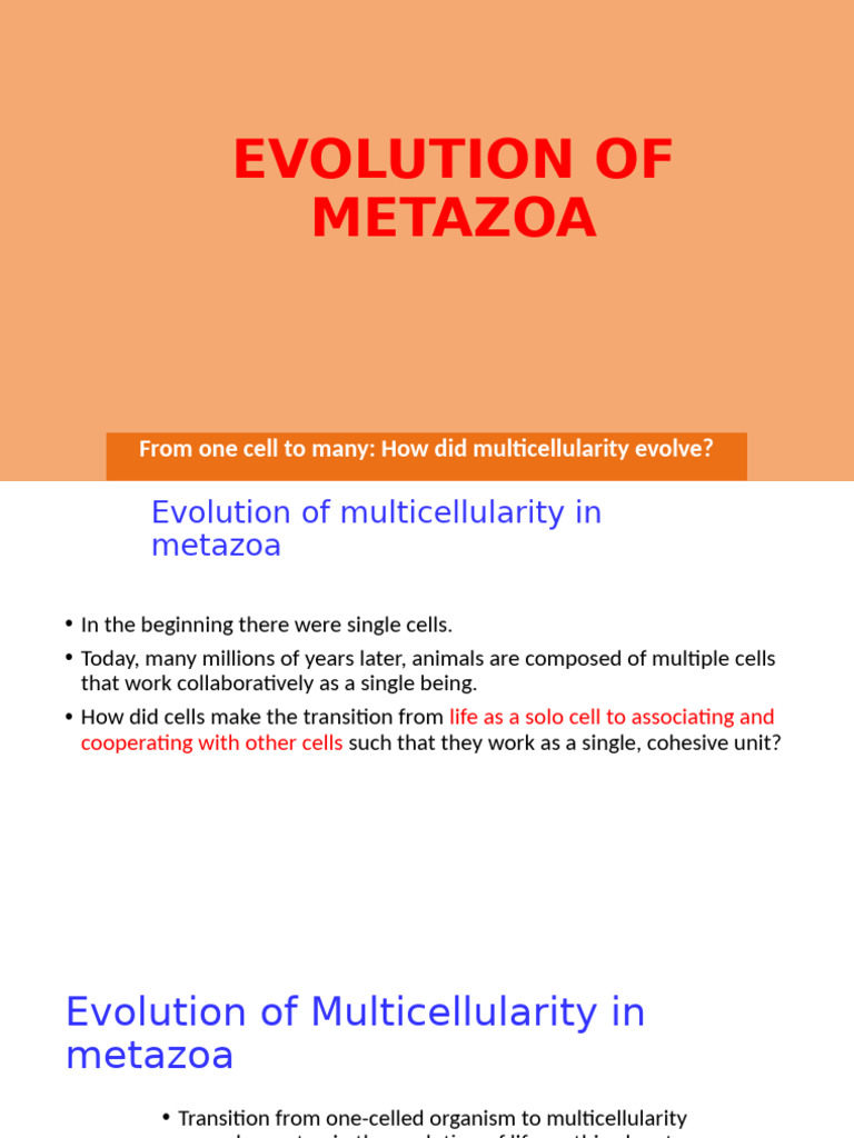 Evolution of Multicellularity in Metazoa | PDF | Biology | Biological ...