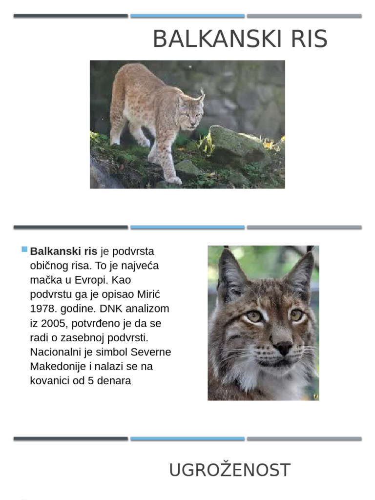 Balkanski Ris | PDF