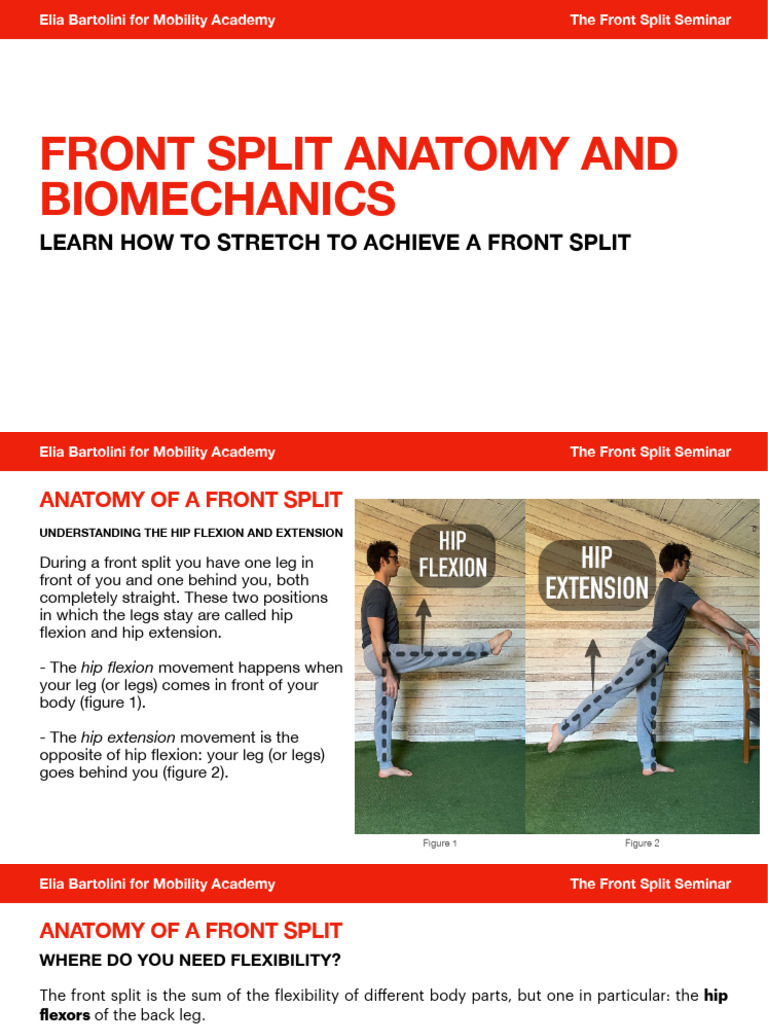 Front Split Anatomy and Flexibility Guide | PDF | Anatomical Terms Of ...