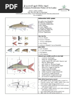 Indian Fish Names in Multiple Languages | PDF | Fish | Aquatic Animals