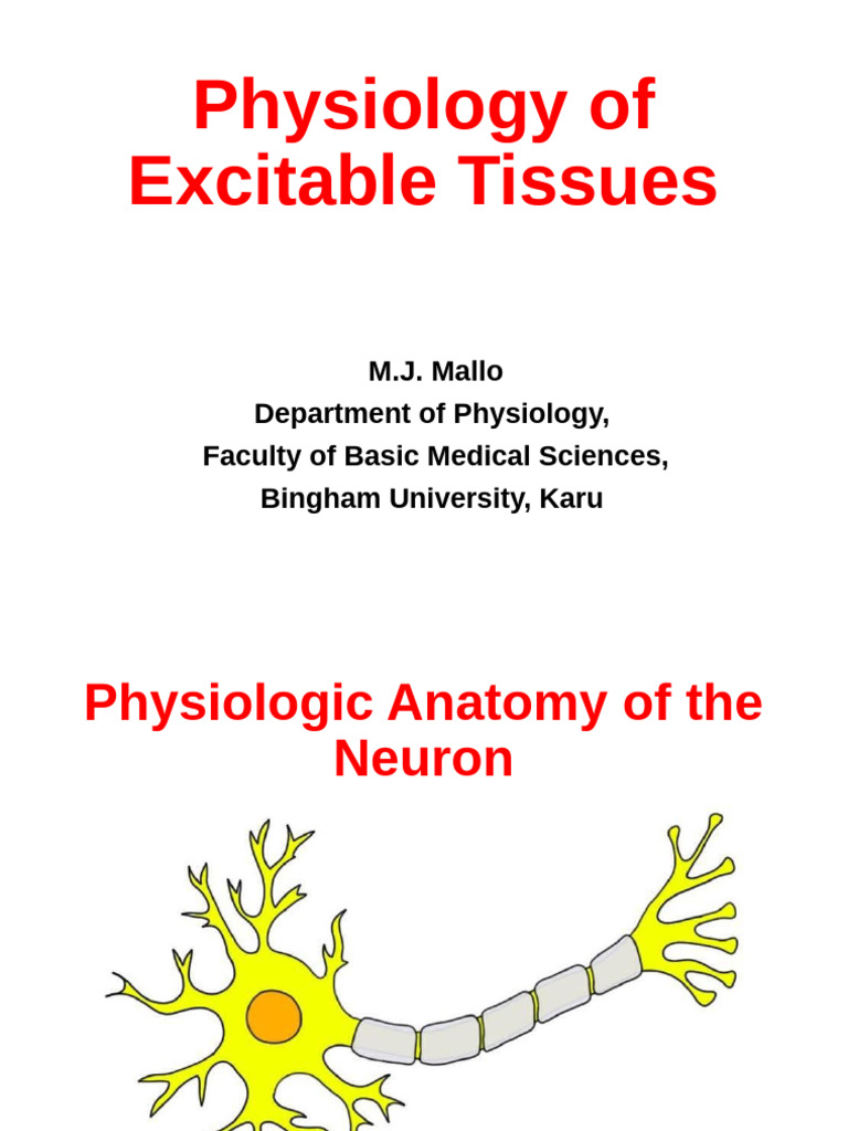 Physiology of Excitable Tissues | PDF | Myelin | Action Potential