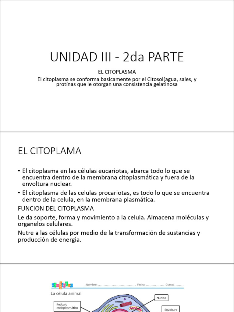 Estructura y Función del Citoplasma Celular | PDF | Citoplasma ...