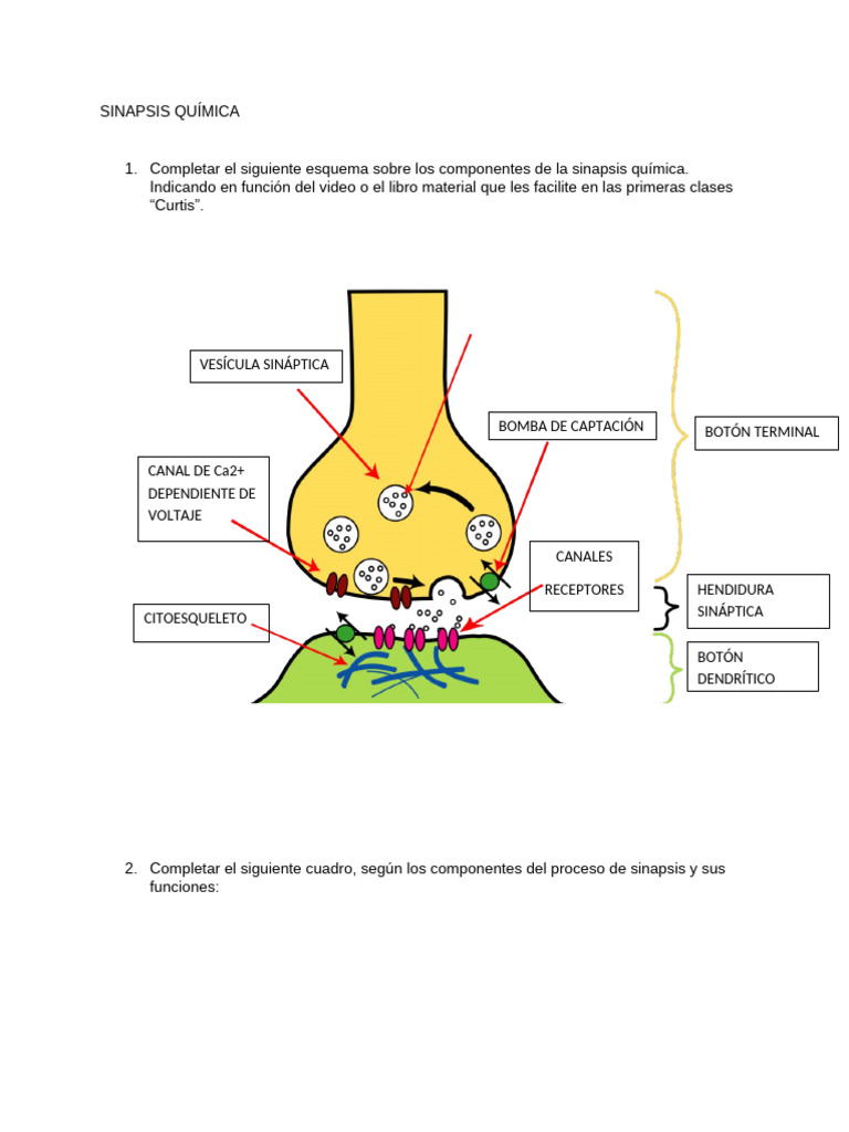 Componentes de la Sinapsis Química | PDF