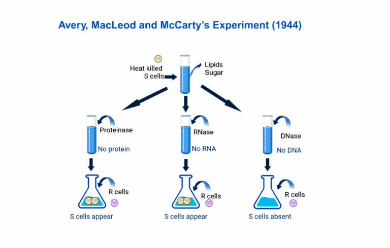 MacLeod's 1944 Transformation Experiment | PDF